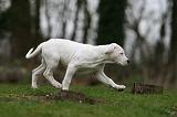 DOGUE ARGENTIN 278